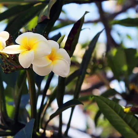 アパート Golf Del Sur